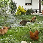 Hofgut Bergchalet Mirabell - Natururlaub Am Bodensee شقة *