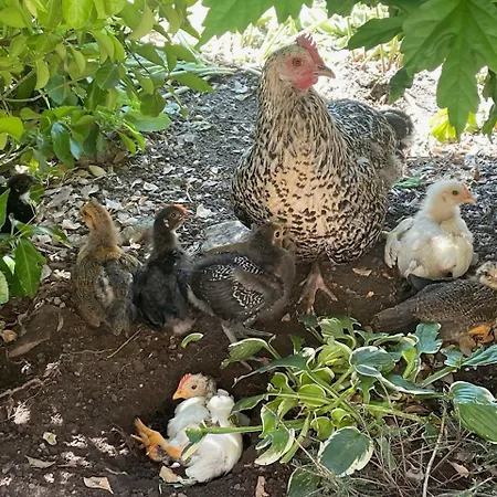 Hofgut Bergchalet Mirabell - Natururlaub Am Bodensee 公寓 腓特烈港