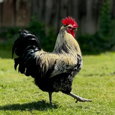 Hofgut Bergchalet Mirabell - Natururlaub Am Bodensee * Friedrichshafen