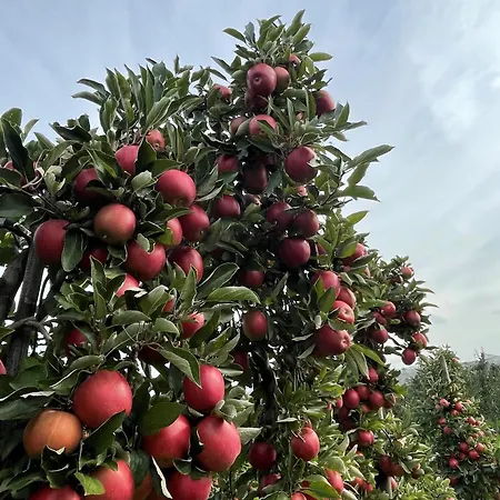 Apartamento Hofgut Bergchalet Mirabell - Natururlaub Am Bodensee