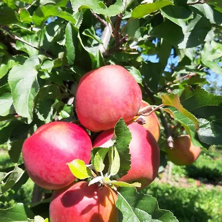 Hofgut Bergchalet Mirabell - Natururlaub Am Bodensee 公寓 *