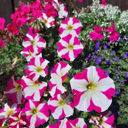 Hofgut Bergchalet Mirabell - Natururlaub Am Bodensee 아파트 *