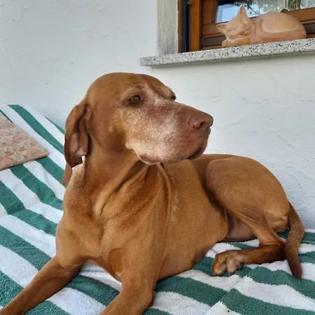 Hofgut Bergchalet Mirabell - Natururlaub Am Bodensee 公寓 *