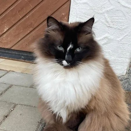 Hofgut Bergchalet Mirabell - Natururlaub Am Bodensee 아파트 프리드리히스하펜