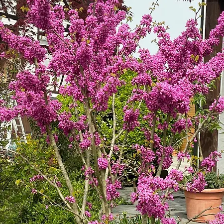Hofgut Bergchalet Mirabell - Natururlaub Am Bodensee 公寓