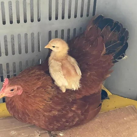 Hofgut Bergchalet Mirabell - Natururlaub Am Bodensee