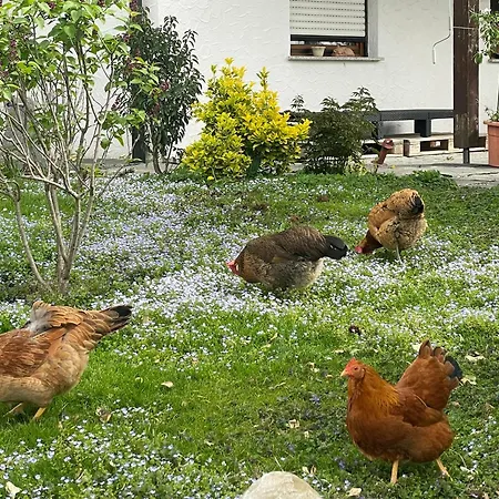 Hofgut Bergchalet Mirabell - Natururlaub Am Bodensee Lägenhet *