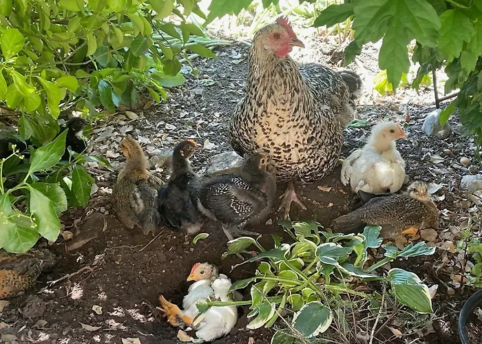 Hofgut Bergchalet Mirabell - Natururlaub Am Bodensee Appartement Friedrichshafen