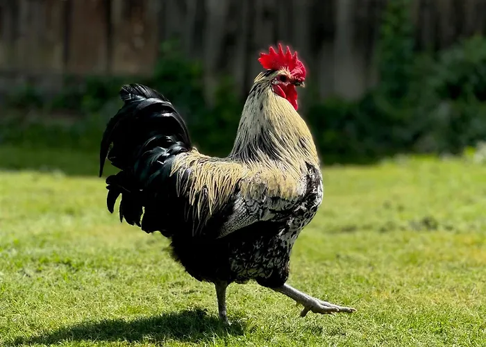 Hofgut Bergchalet Mirabell - Natururlaub Am Bodensee * Friedrichshafen