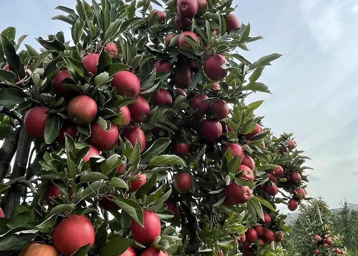 Appartement Hofgut Bergchalet Mirabell - Natururlaub Am Bodensee