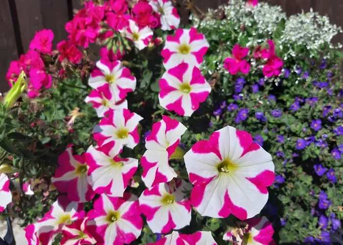 Hofgut Bergchalet Mirabell - Natururlaub Am Bodensee Appartement *