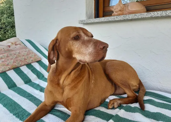 Hofgut Bergchalet Mirabell - Natururlaub Am Bodensee Appartement *