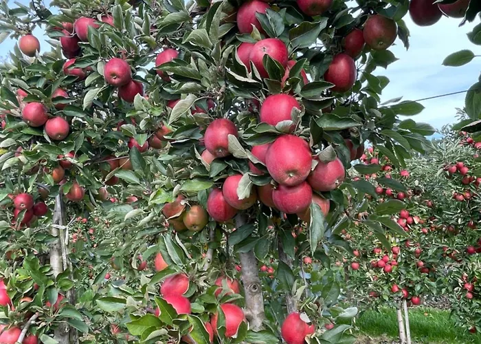 Hofgut Bergchalet Mirabell - Natururlaub Am Bodensee Appartement Friedrichshafen