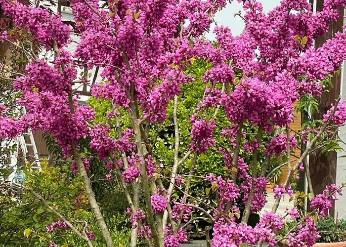 Hofgut Bergchalet Mirabell - Natururlaub Am Bodensee Appartement