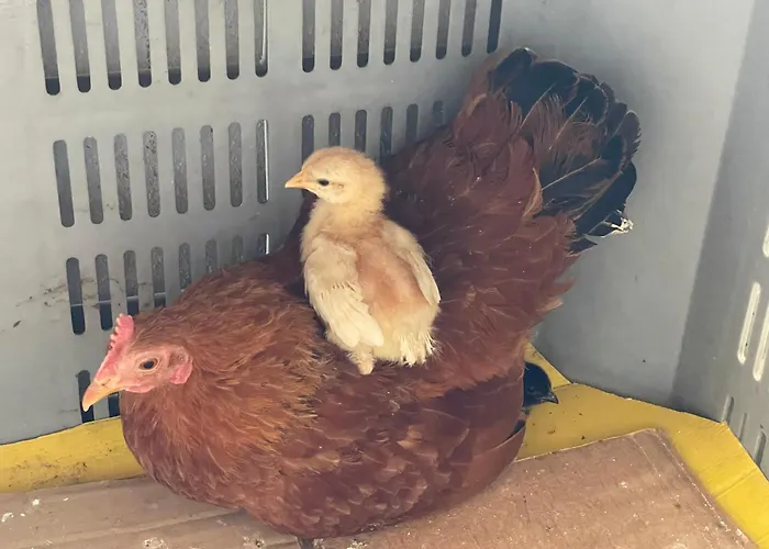 Hofgut Bergchalet Mirabell - Natururlaub Am Bodensee